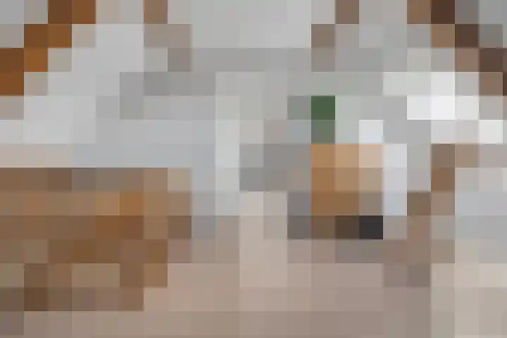 Kuipersweg 58 Dalfsen thumbnail 46