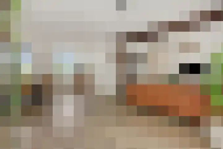 Kulertseweg 19 Deurne thumbnail 16