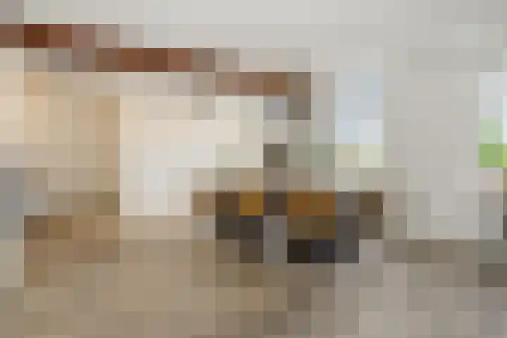 Kulertseweg 19 Deurne thumbnail 18