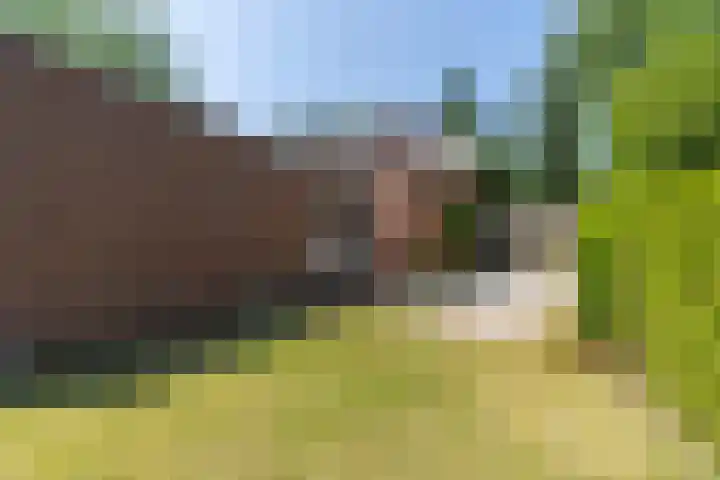 Kuluutsheuvel 12 Overloon thumbnail 23
