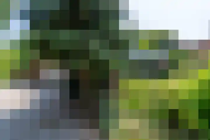 Kuluutsheuvel 12 Overloon thumbnail 4