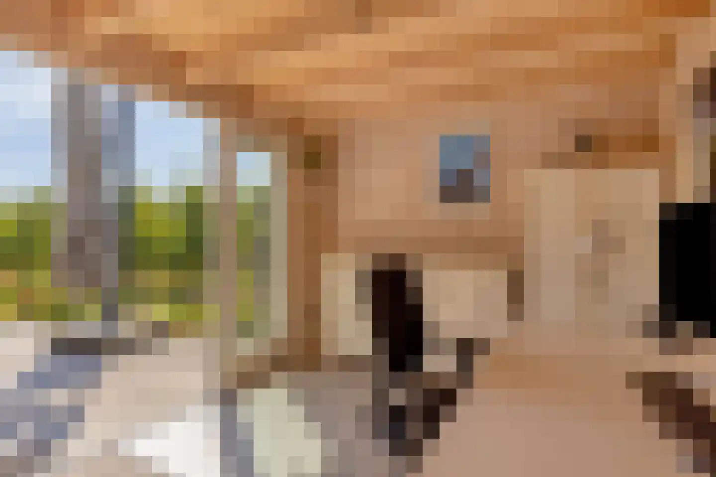 Kureweg 18 Kattendijke thumbnail 57