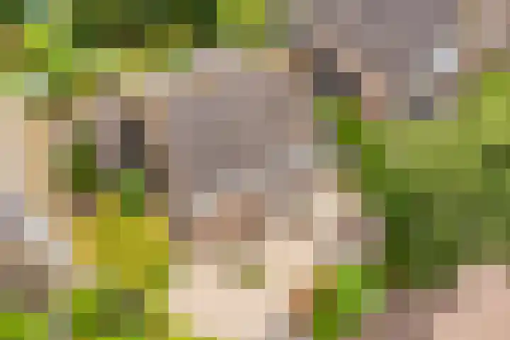 Kuringen 15 Zevenbergen thumbnail 48