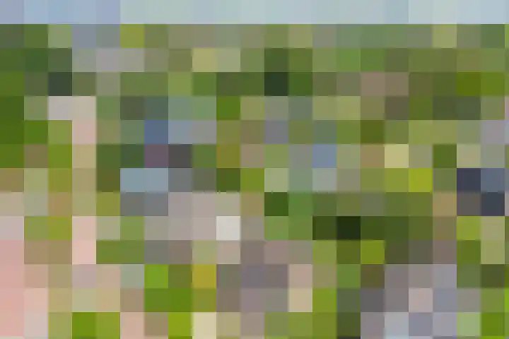 Kuringen 15 Zevenbergen thumbnail 52