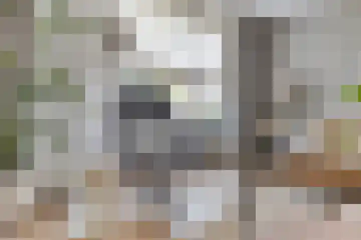 Kurkeind 17 Best thumbnail 13
