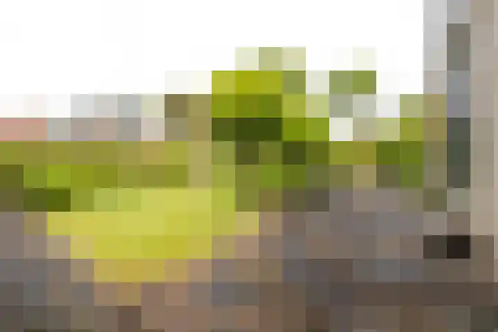 Kwadijk 119 Kwadijk thumbnail 44