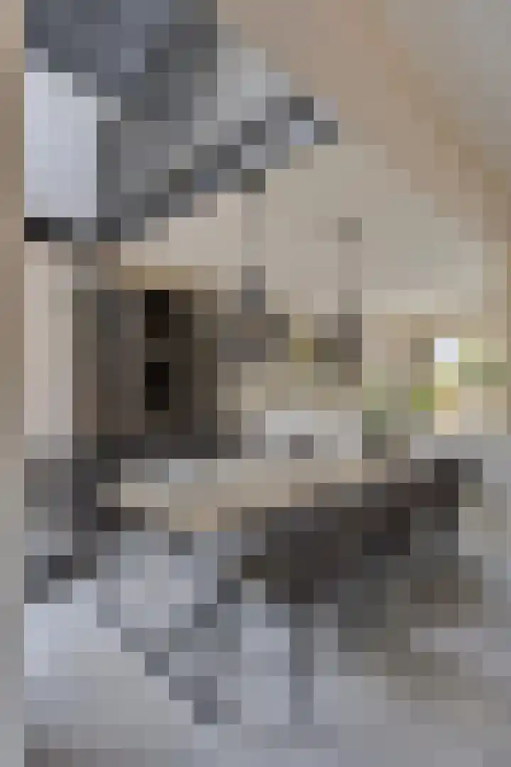 Kwakernaak 7 Nieuwland thumbnail 11