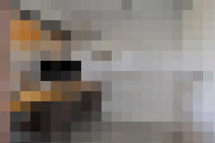 Kwakernaak 7 Nieuwland thumbnail 18