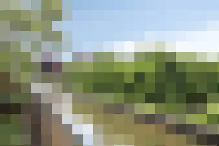 Kwakernaak 7 Nieuwland thumbnail 36