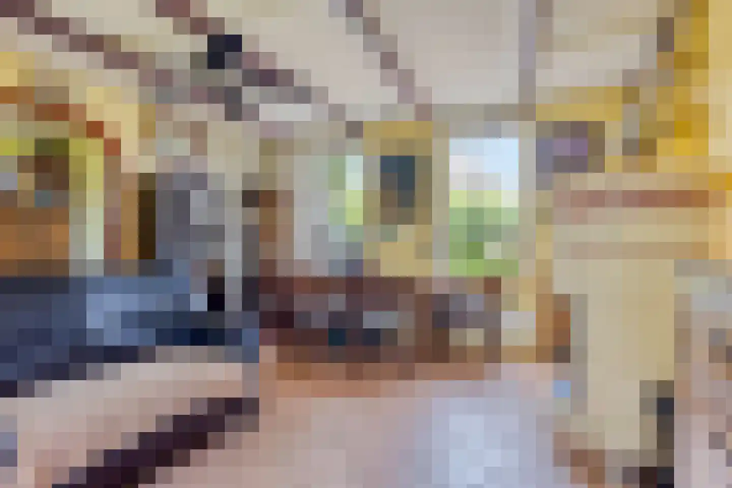 Kwakkel 17 Zaamslag thumbnail 9
