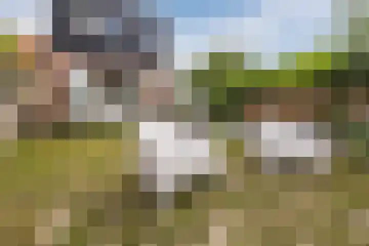 Kwakkel 21 Zaamslag thumbnail 23