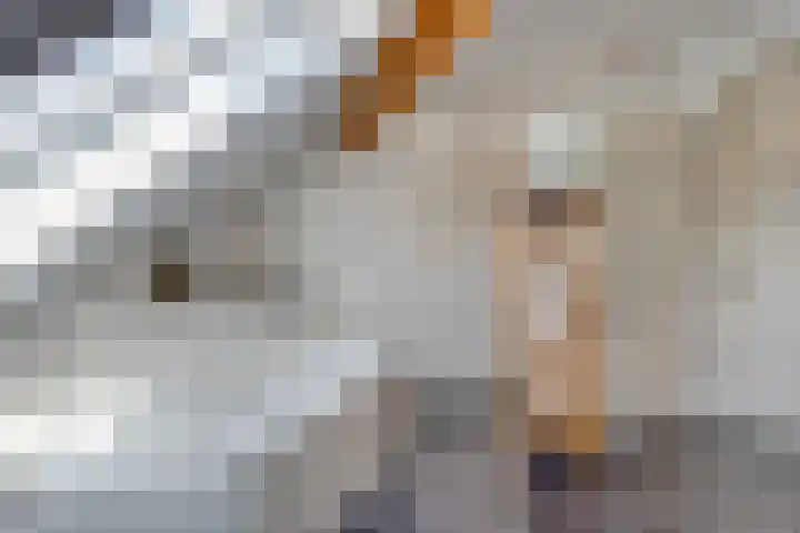 Kwantsheuvel 1 Overloon thumbnail 40
