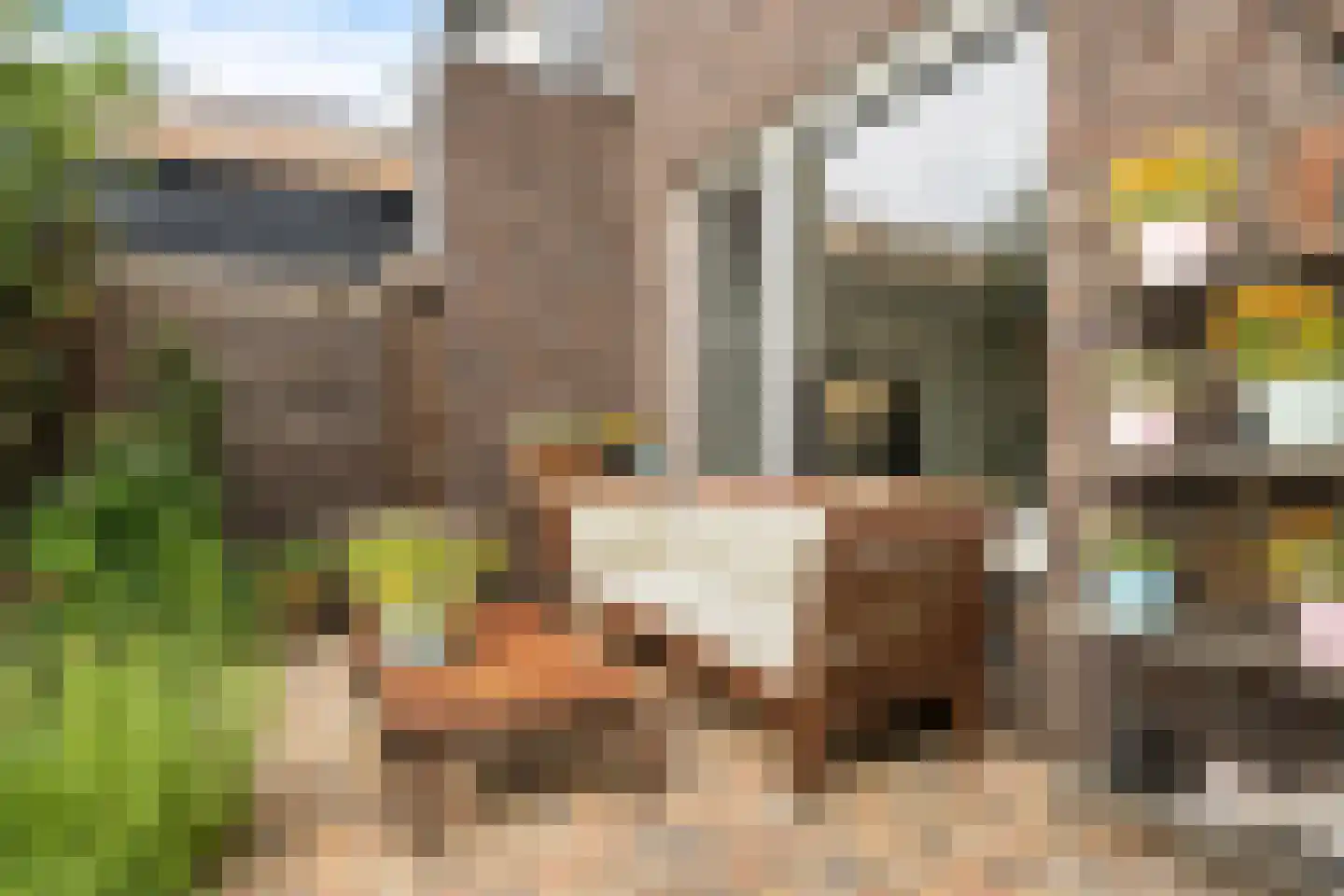 Kwartel 13 Emmer-Compascuum thumbnail 33
