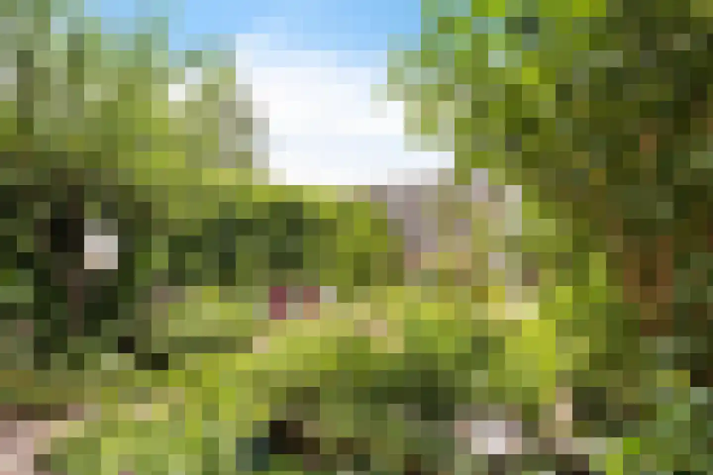 Kwartel 13 Emmer-Compascuum thumbnail 35
