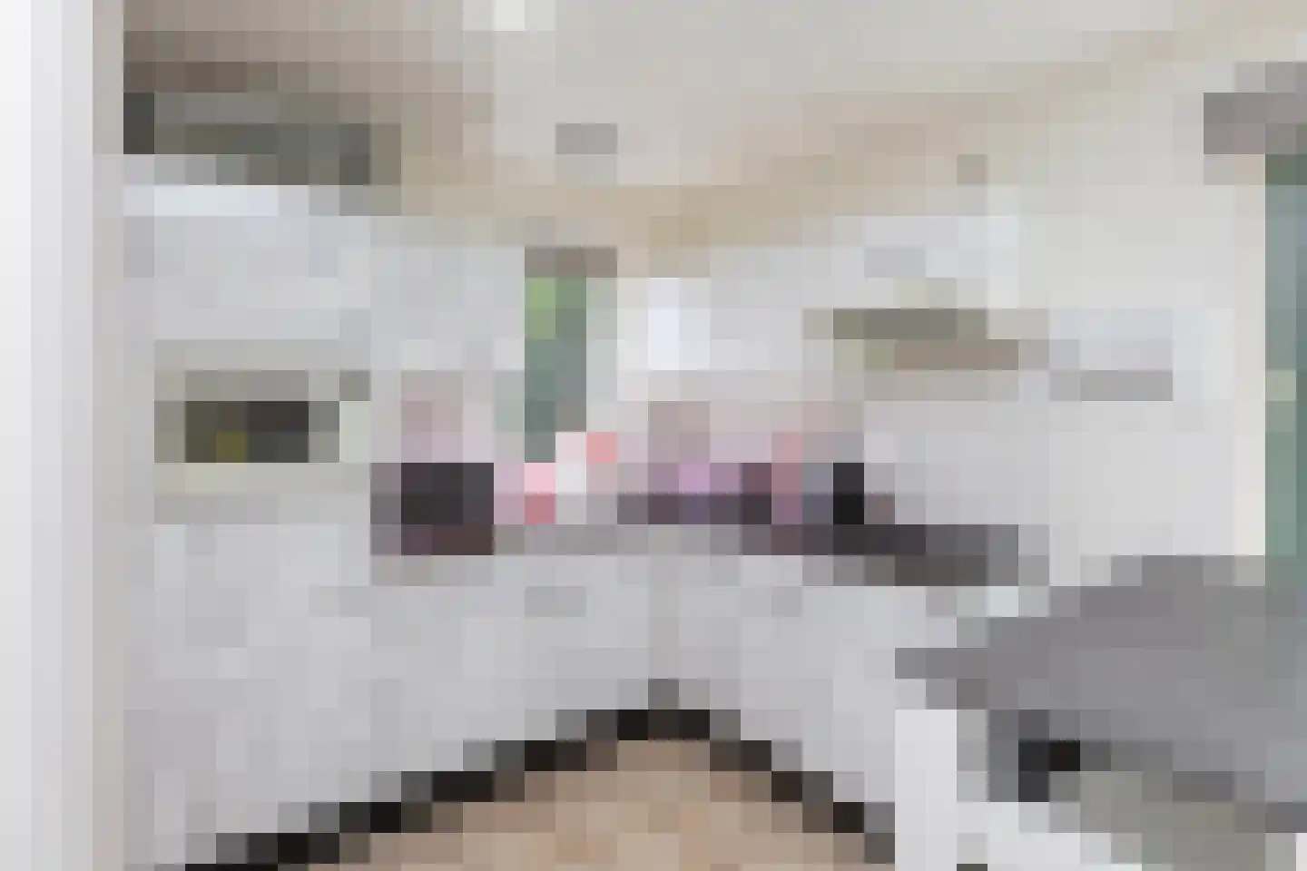 Kwartel 15 Sibculo thumbnail 5