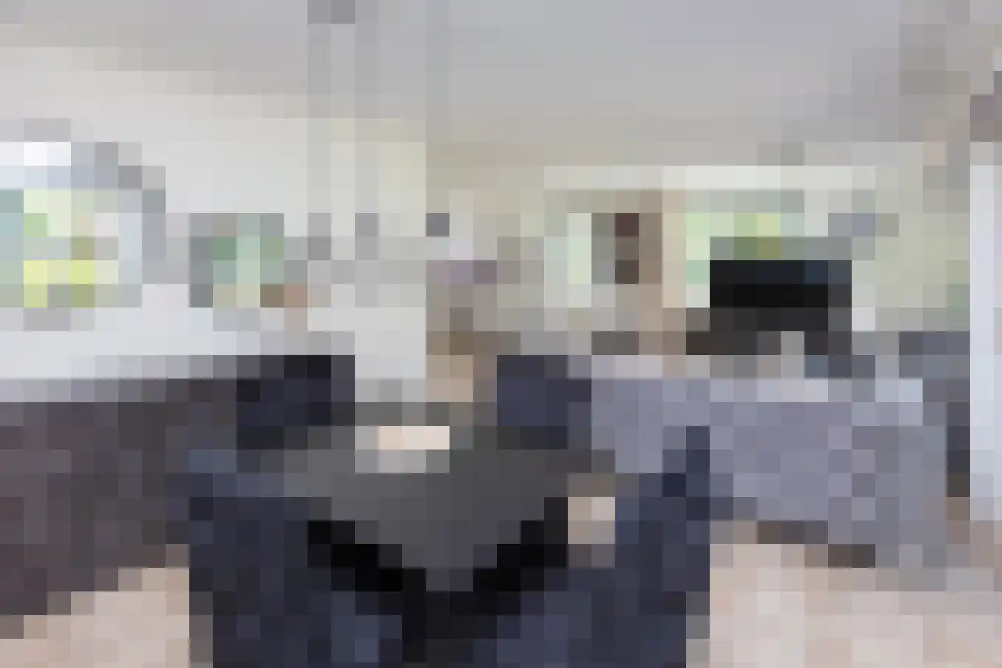 Kwartel 15 Sibculo thumbnail 9