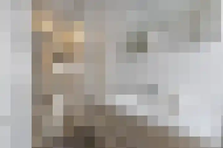 Kwartel 17 Emmer-Compascuum thumbnail 22