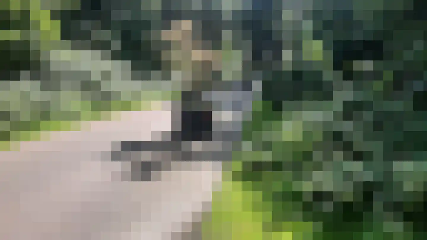 Kwartel 22 Sibculo thumbnail 19