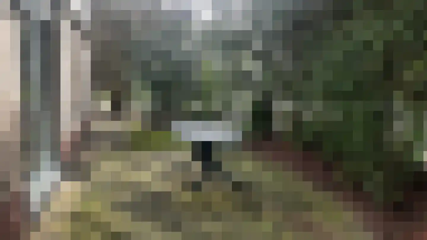 Kwartel 22 Sibculo thumbnail 4