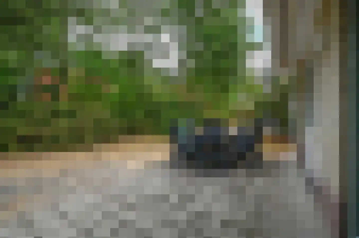 Kwartel 3 503 Sibculo thumbnail 21