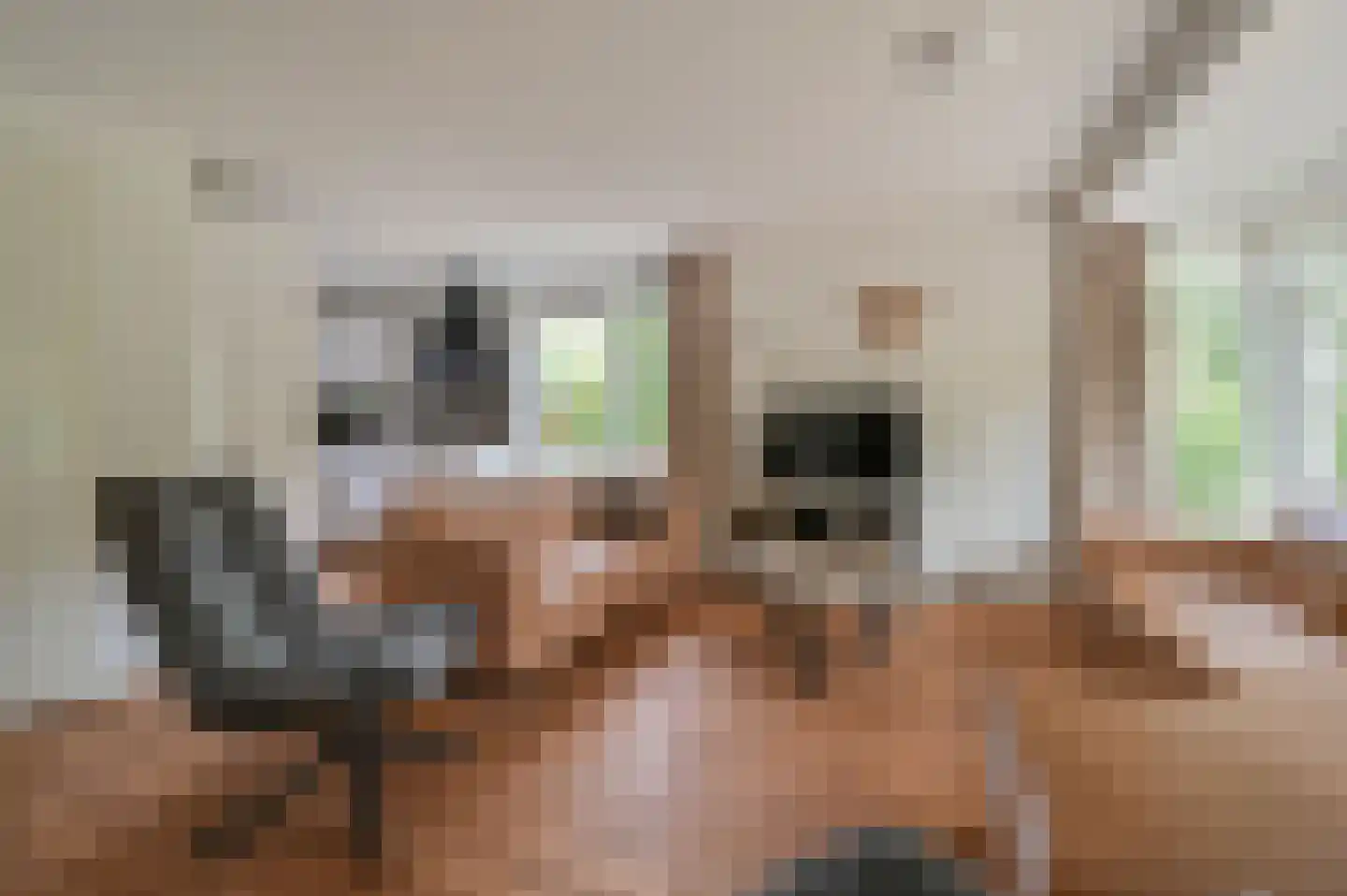 Kwartel 3 503 Sibculo thumbnail 5