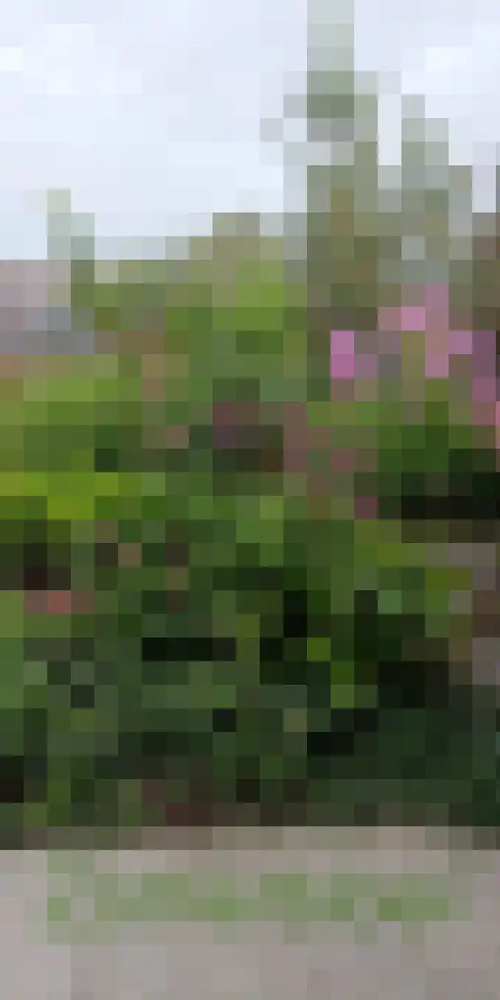 Kwartel 47 Emmer-Compascuum thumbnail 66