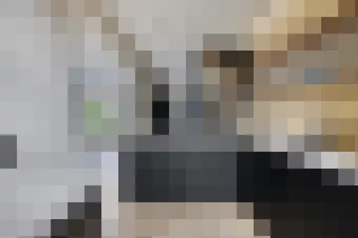 Kwarteldonk 24 Veghel thumbnail 12