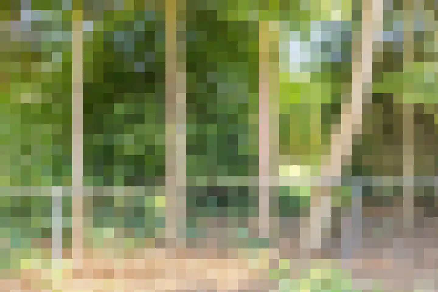 Kwartelhoek 12 Vroomshoop thumbnail 38