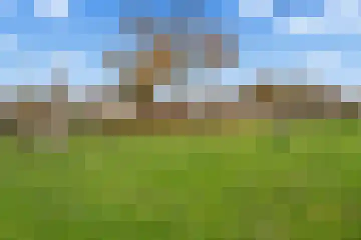 Kwartelkoning 2 IJsselstein thumbnail 44