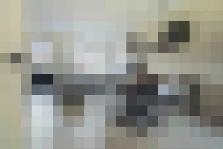 Kwartelkoning 7 Bruchem thumbnail 12