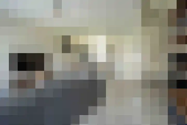 Kwartelkoning 7 Bruchem thumbnail 15