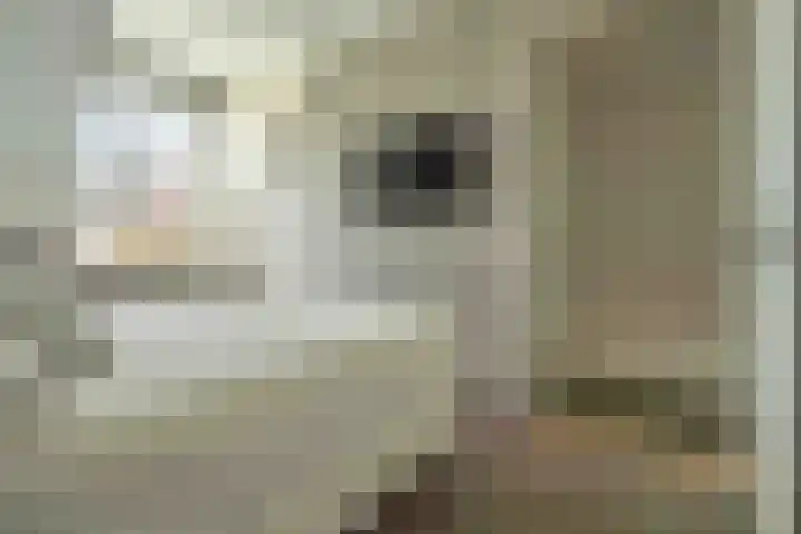 Kwartelkoning 7 Bruchem thumbnail 24