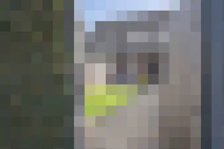 Kwartelkoning 7 Bruchem thumbnail 35