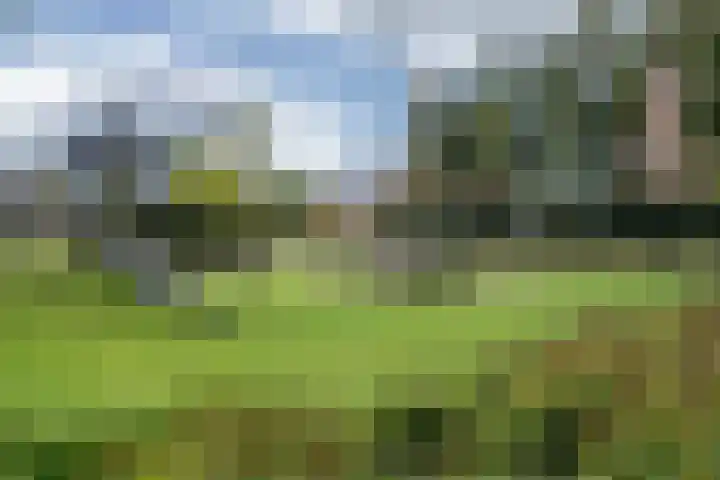 Kwartelkoning 7 Bruchem thumbnail 8