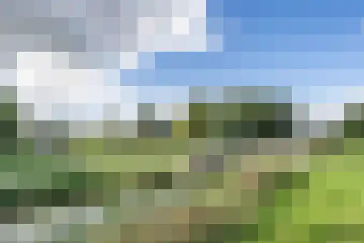 Kwartelkoning 7 Bruchem thumbnail 9