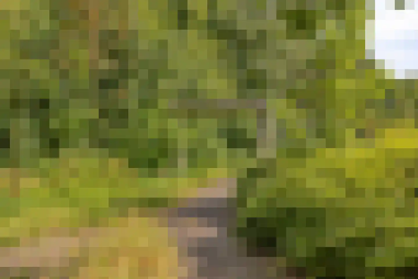 Kwartellaan 2 Boekel thumbnail 56
