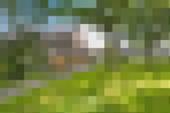 Kwartelstraat 7 Norg thumbnail 5