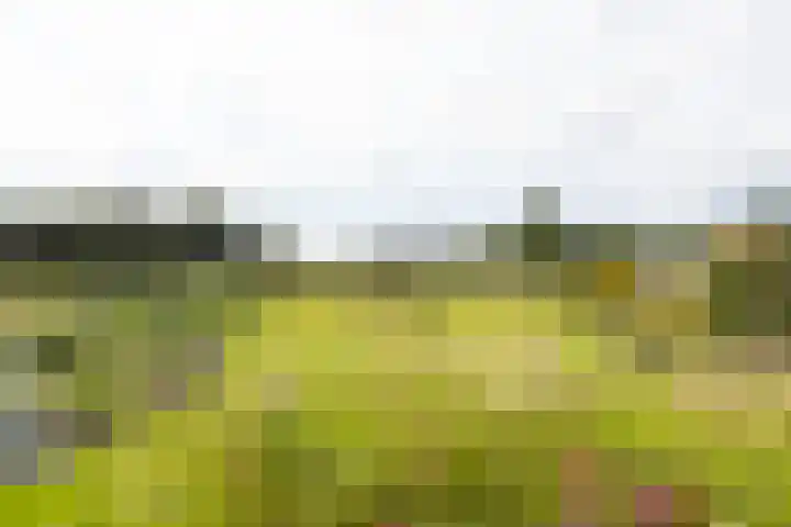 Kwartiersedijk 36 Babberich thumbnail 79