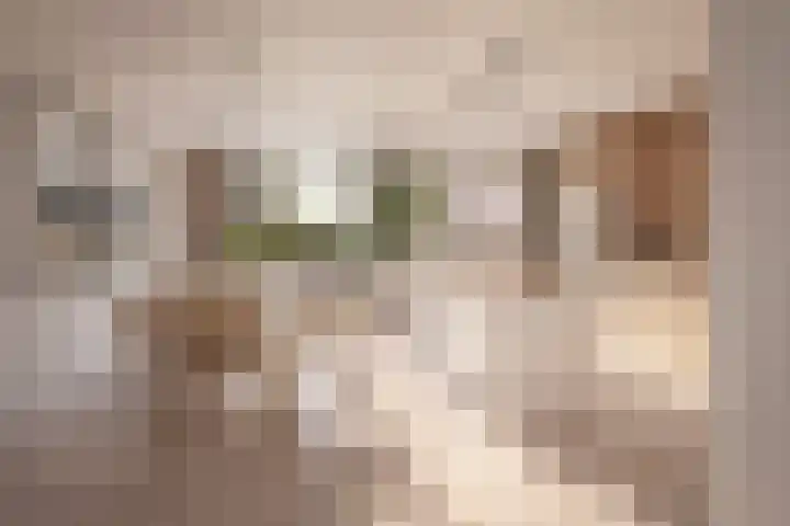 Kweeklust 51 Noordwijk thumbnail 8