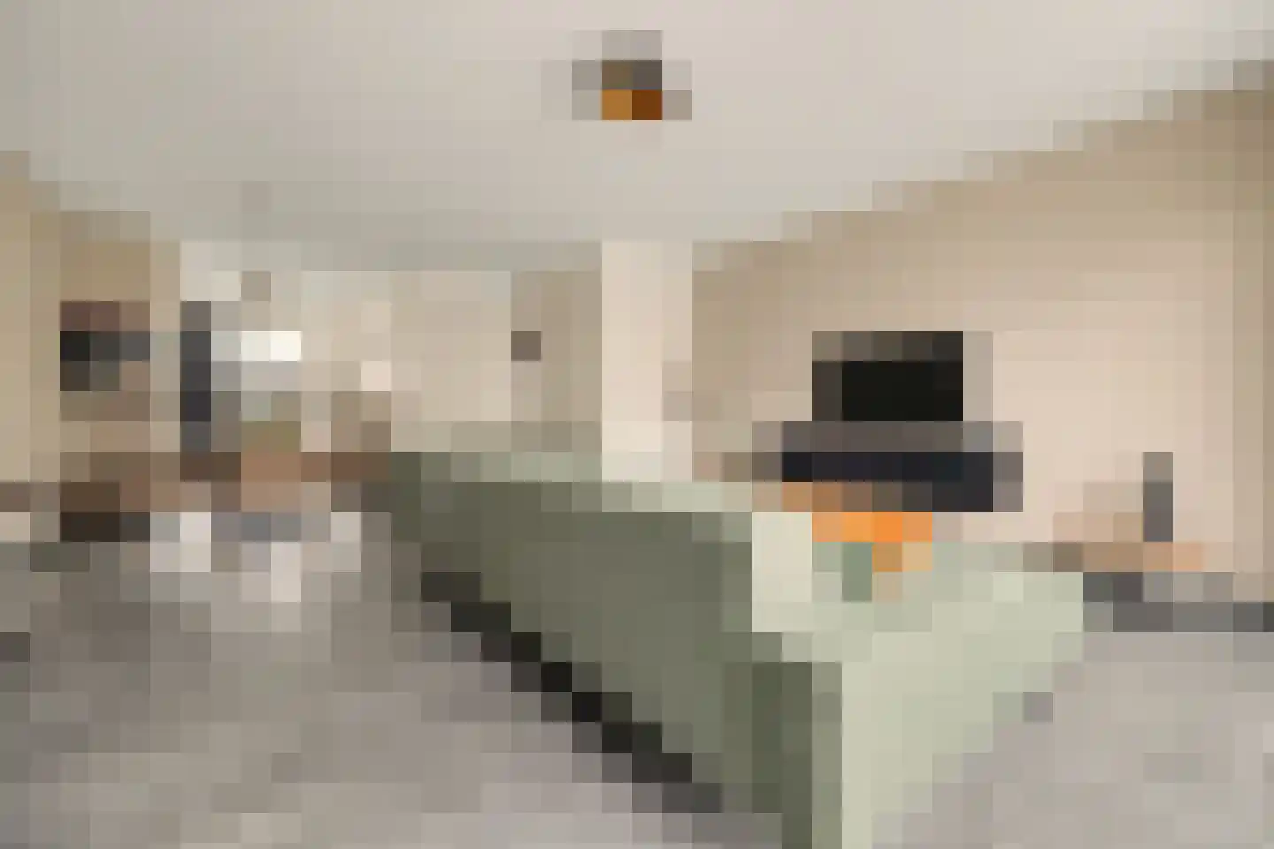 Kweepeer 16 Vlijmen thumbnail 5