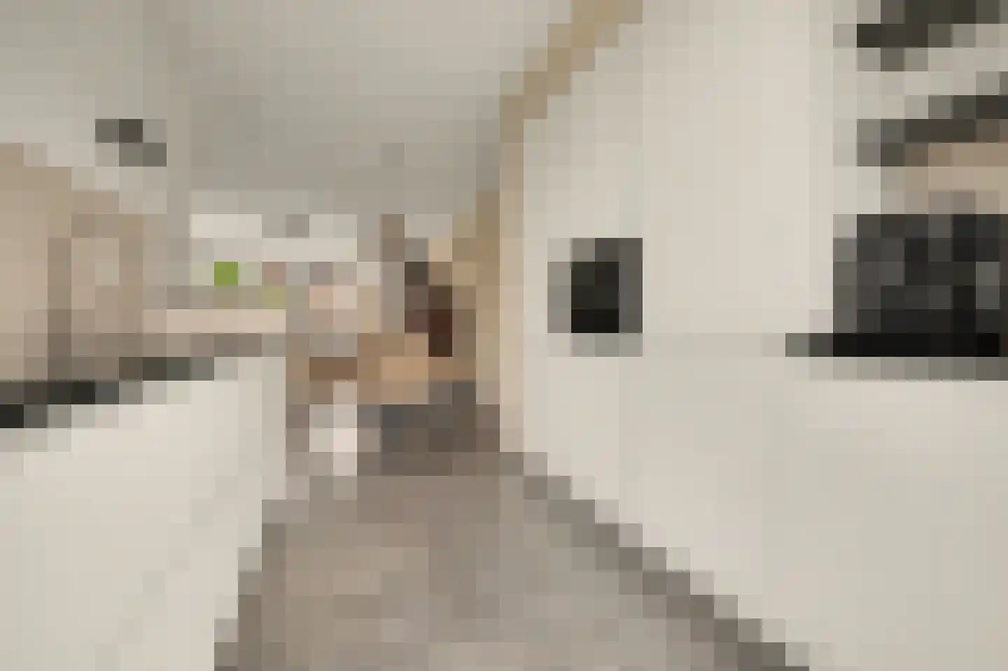 Kweepeer 16 Vlijmen thumbnail 9