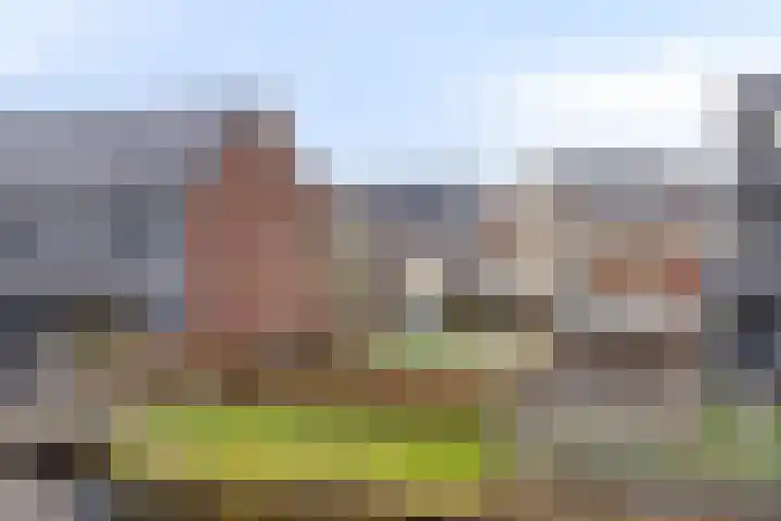 Kweepeer 17 Boskoop thumbnail 20