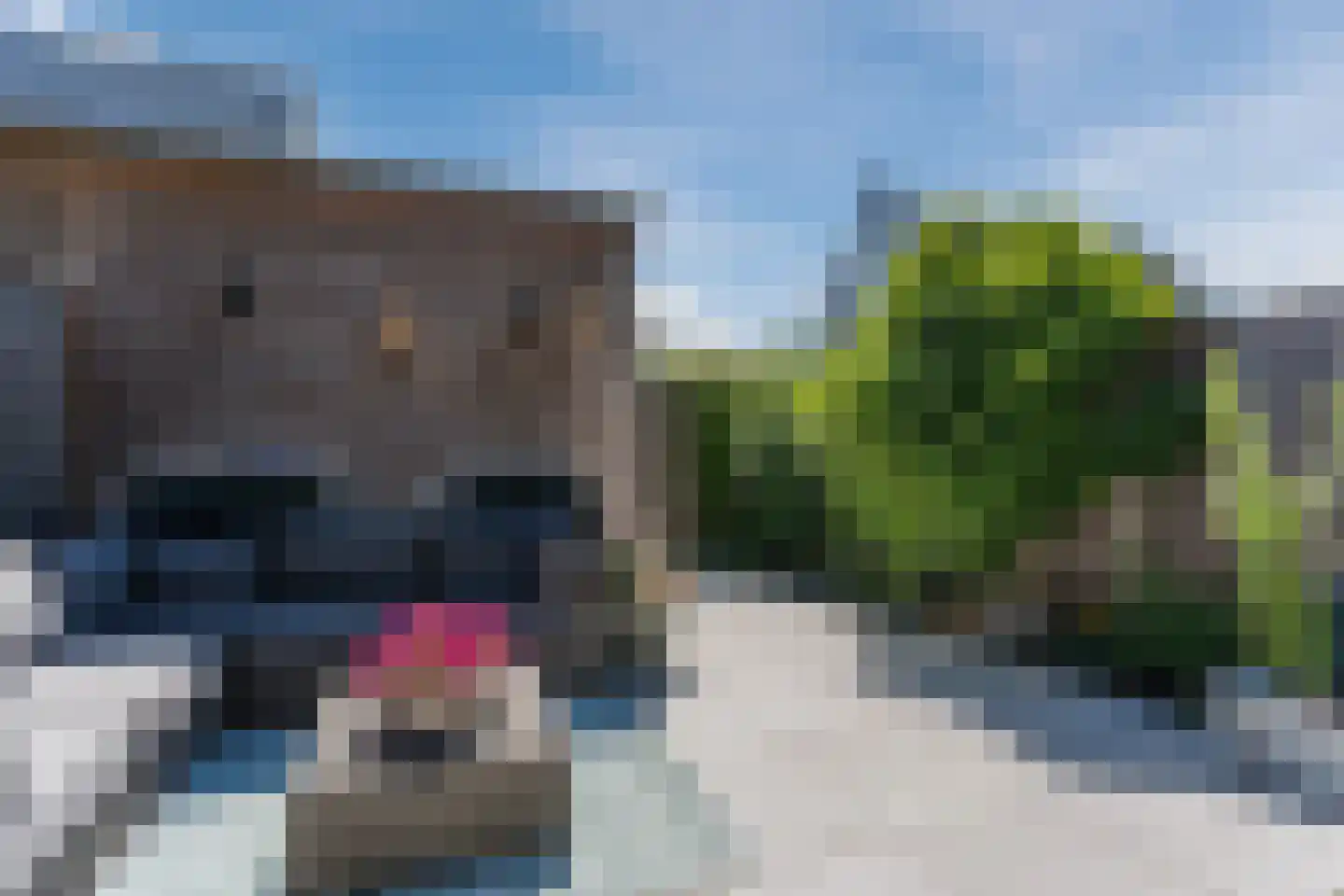 Kweepeer 38 Boskoop thumbnail 39