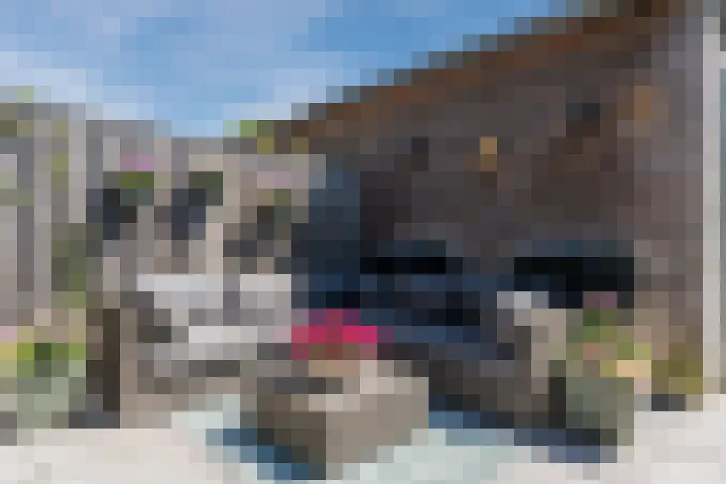 Kweepeer 38 Boskoop thumbnail 40