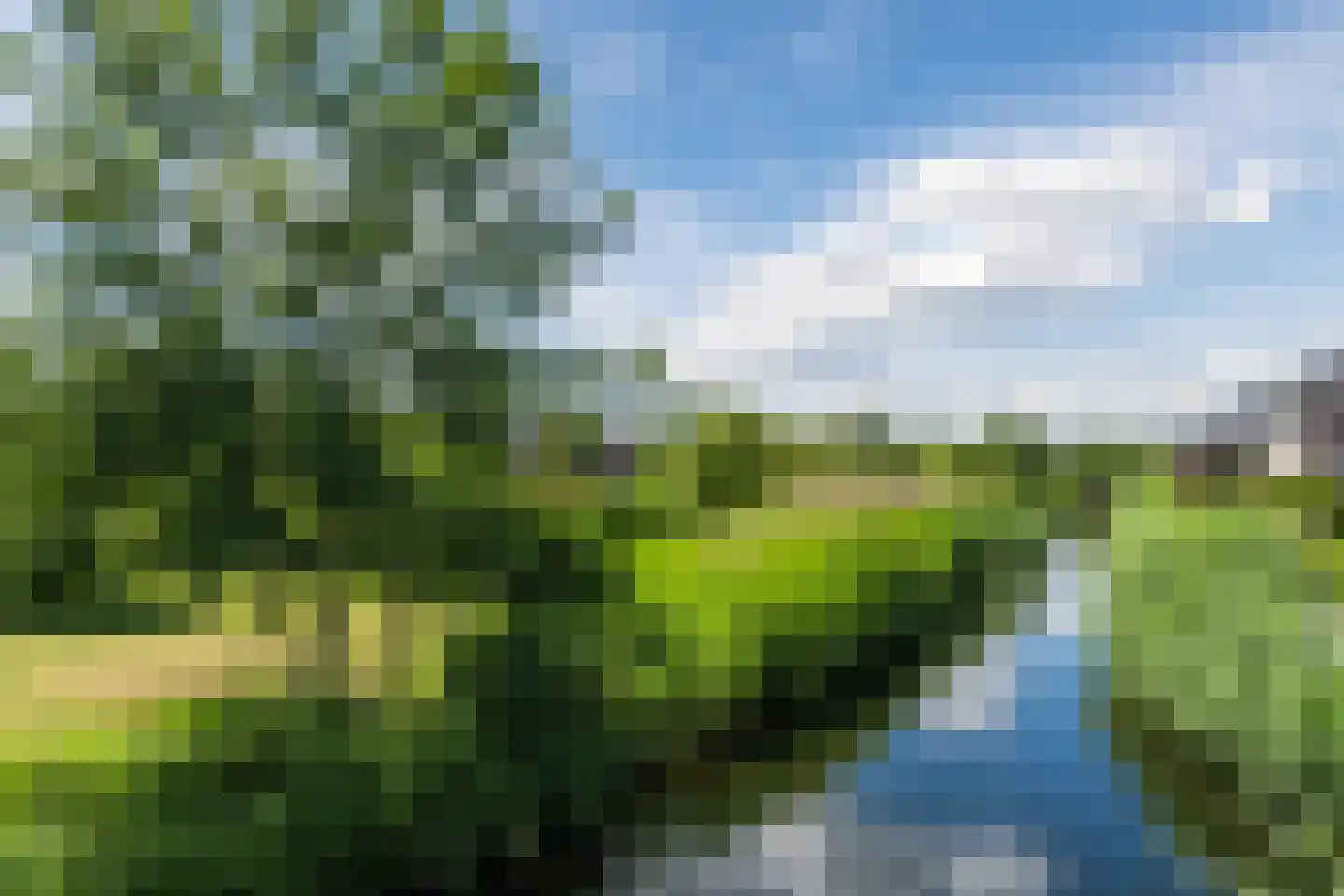 Kweepeer 38 Boskoop thumbnail 45
