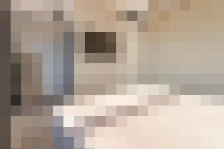 Kweepeer 4 Boskoop thumbnail 14