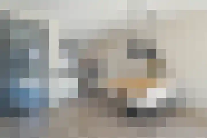 Kweepeer 4 Boskoop thumbnail 7