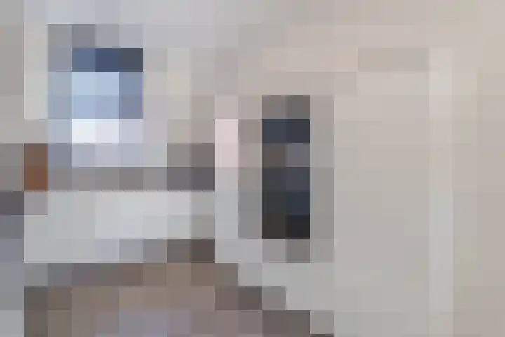 Kweepeer 4 Boskoop thumbnail 9