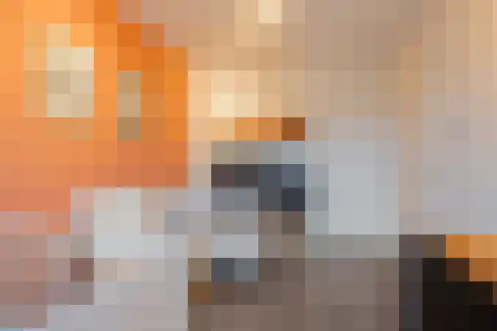 Kweepeer 4 Vlijmen thumbnail 25