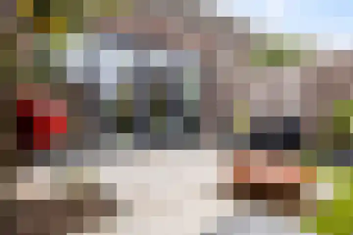 Kweepeer 4 Vlijmen thumbnail 28